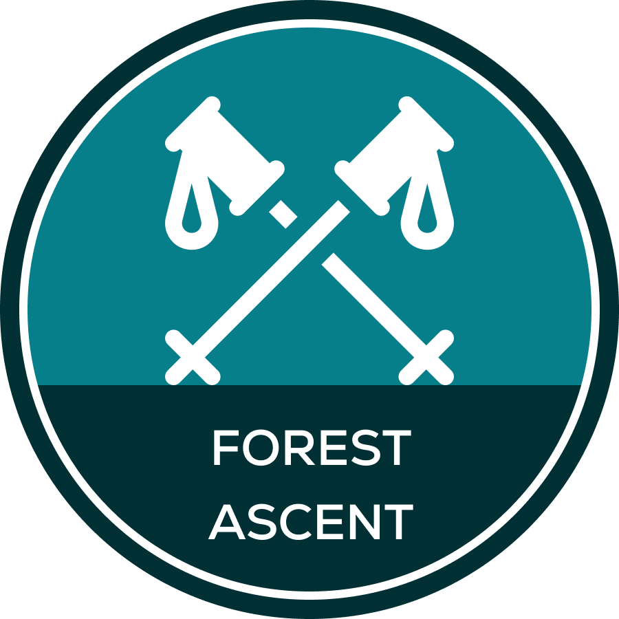 Forest Ascent